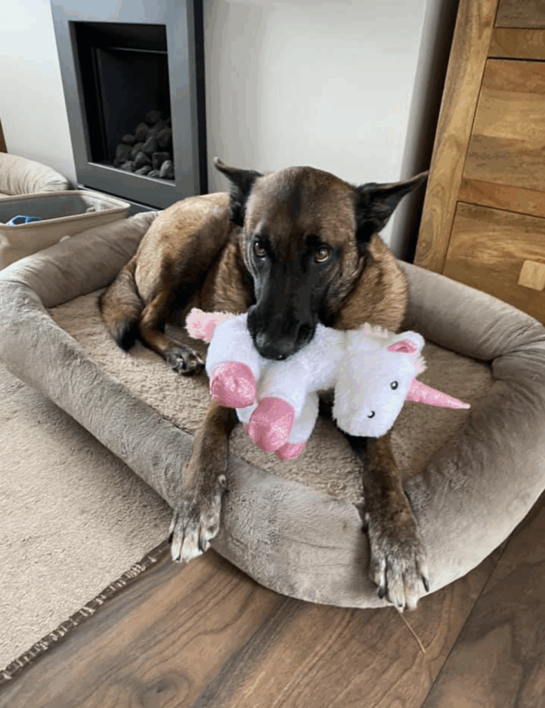Settling your rescue dog