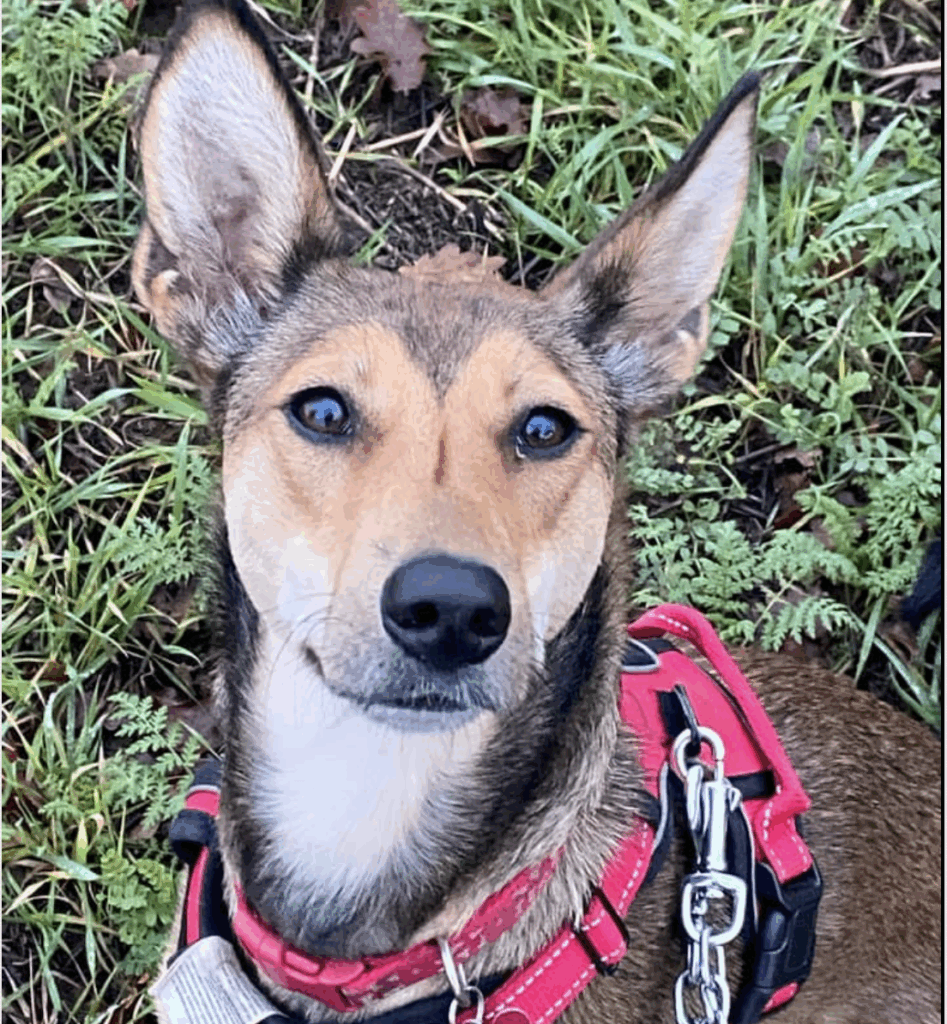 Dogs Available to Adopt through Saving Souls Animal Rescue