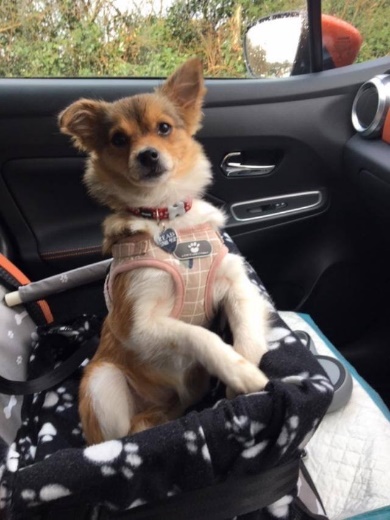 Settling your rescue dog