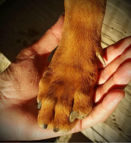 Settling your rescue dog
