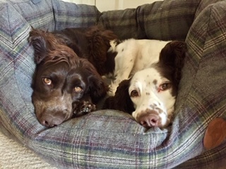 Settling your rescue dog