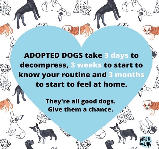Settling your rescue dog