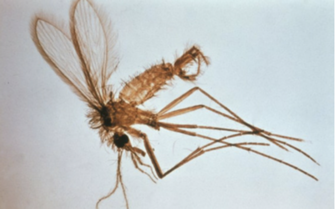 Leishmaniasis in dogs