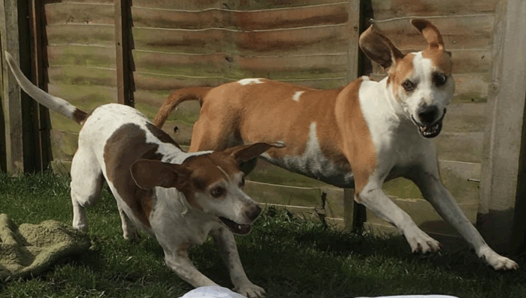 No means No - Dog Training