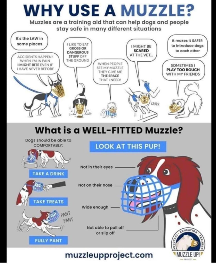 Muzzle Training Your Dog