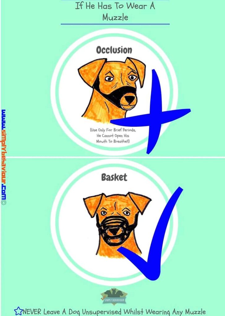 Muzzle Training Your Dog