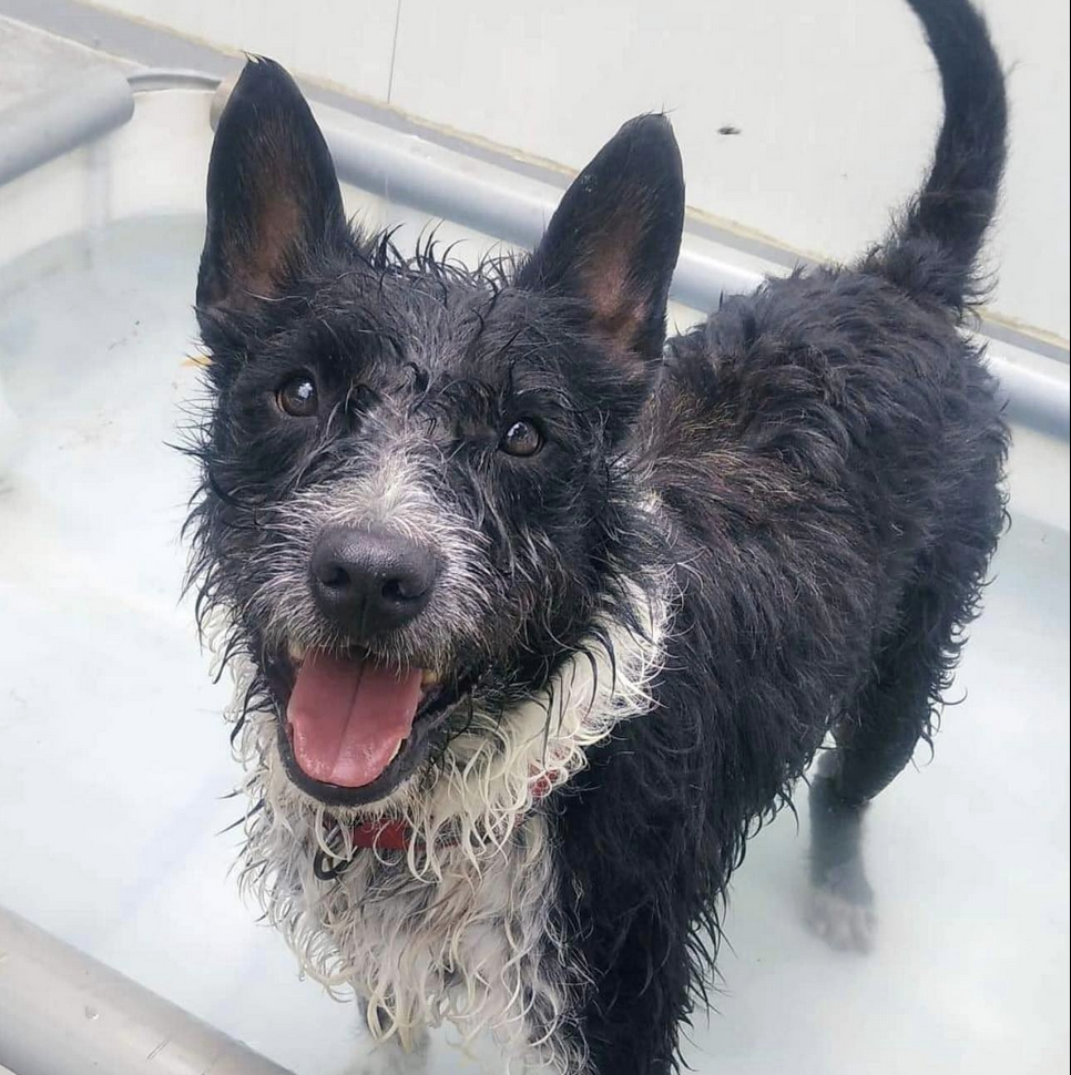 Are you ready for a rescue dog?