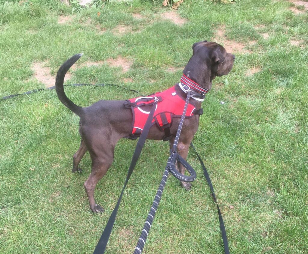 Best harness for rescue dog