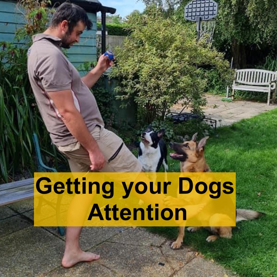 Getting your Dogs Attention