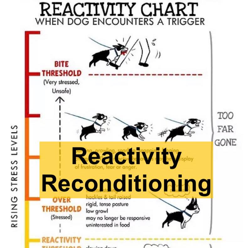 Dog Training Guides -Reactivity Reconditioning
