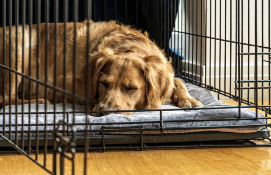 CRATE TRAINING