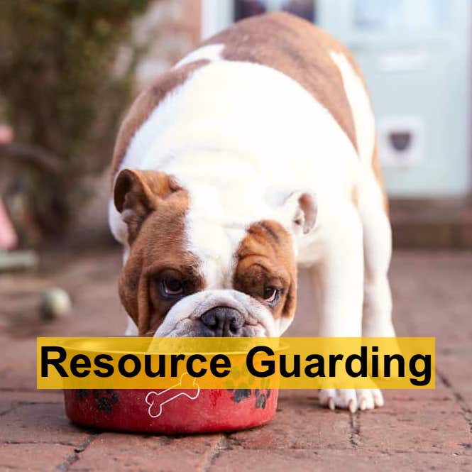 Dog Training Guides - Resource Guarding